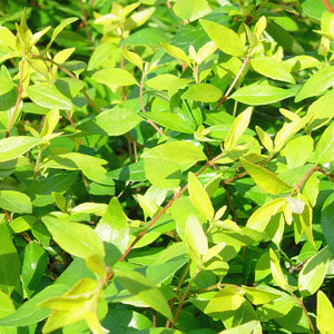 Abelia x grandiflora - Francis Mason (Lollipop) 10L