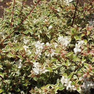Abelia x grandiflora variegata - Variegated abelia 5L