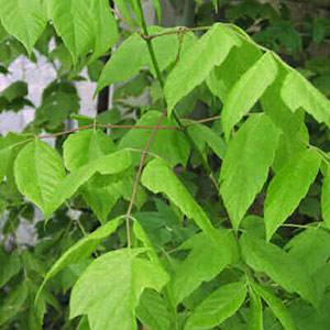 Acer negundo - Ash leaved maple 20L