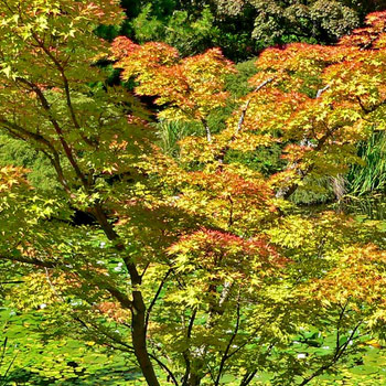 Acer palmatum - Japanese maple 40L