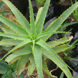 Aloe arborescens 10L
