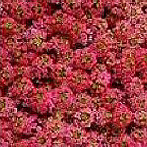 Alyssum Aphrodite wine red (50 seeds)