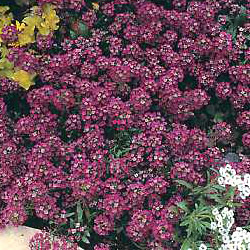 Alyssum Royal Carpet (5g)