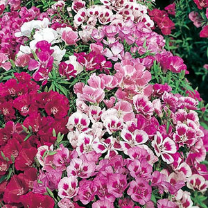 Anchusa Dwarf mix (1000 seeds)