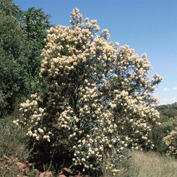 Buddleja saligna - False olive 20L