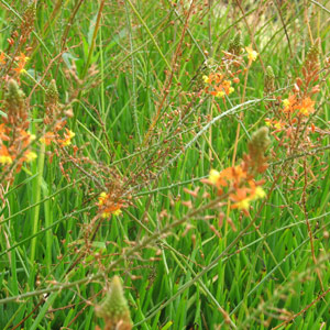 Bulbine frutescens 'Orange' 2.5L