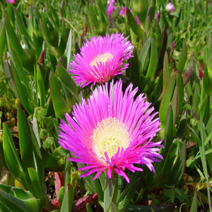 Carpobrotus edulis 2.5L
