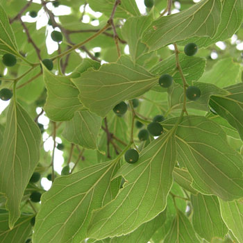 Celtis africana - White stinkwood 200L