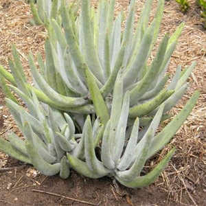 Cotyledon orbiculata oblonga 2.5L