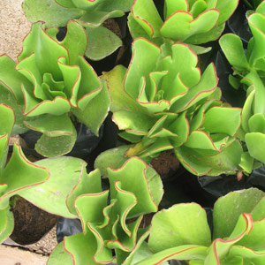 Cotyledon orbiculata 'Pigs Ear' 5L