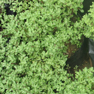 Crassula expansa 'fragilis' 2.5L