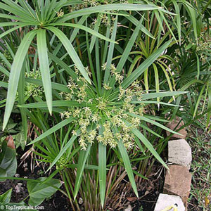 Cyperus alternifolius - Umbrella Sedge 2.5L