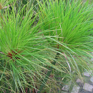 Cyperus papyrus 20L
