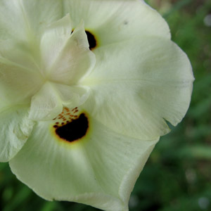Dietes bicolor - Peacock flower 5L