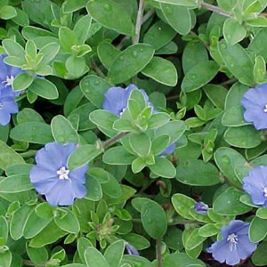 Evolvulus glomeratus - Blue daze 1L