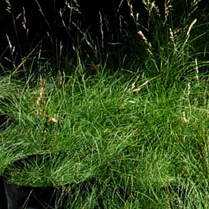 Festuca ovina - Fescue grass (Green) 2.5L