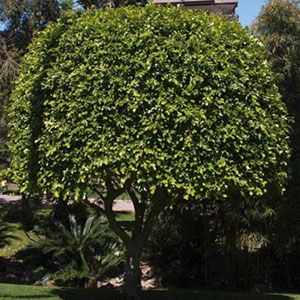 Ficus nitida - Indian laurel (Lollipop) 5L