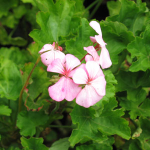 Geranium multibloom - Pink 5L