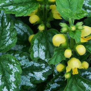 Lamium galeobdolon 2.5L