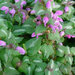 Lamium maculatum 'Chequers' 2.5L
