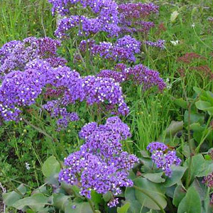Limoneum perezii 'atlantis' Statice - Sea lavender 2.5L