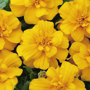 http://www.gardengoods.co.za/images/Marigold-Durango-Gold--.jpg