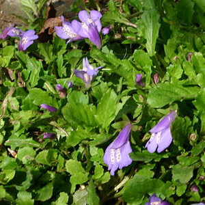 Mazus reptans 'blue' 2.5L