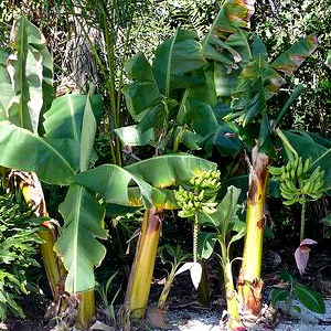 Musa acuminata nana (Mini Banana) 20L