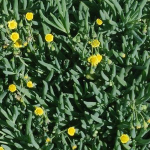 Othonna capensis 1L