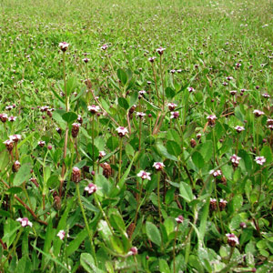 Phyla nodiflora (Daisy Lawn) 2.5L