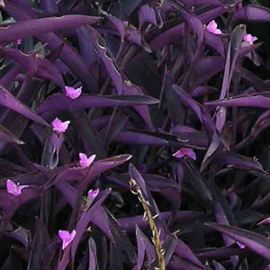 Setcreasea pallida 'Purple Heart' 2.5L