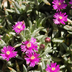 Ruschia pulvinaris (Pink Vygie) 1L