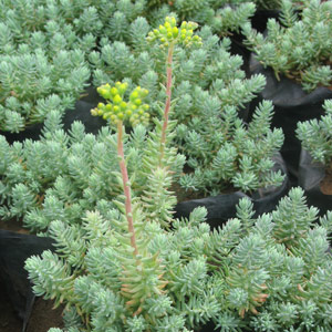 Sedum reflexum 'Blue Spruce' 1L