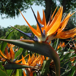 Strelitzia reginae - Bird of paradise 13.5L