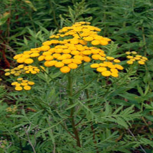 Tansy (Seed Pack)