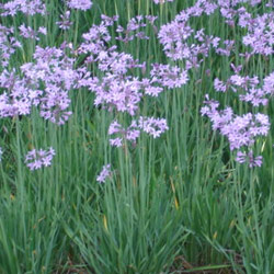 Tulbaghia violacea - Wild garlic 2.5L