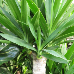 Yucca elephantipes 20L