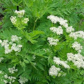 Anise (Seed Pack)
