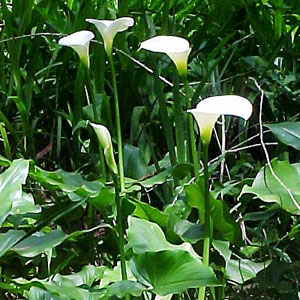 Zantedeschia alba marginata - Arum lily 5L