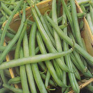 Beans - Bush Contender (Seed Pack)