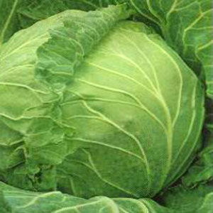 Cabbage - Copenhagen Market (Seed Pack)