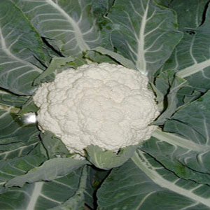 Cauliflower - Snowball (Seed Pack)
