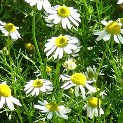 Chamomile (Seed Pack)