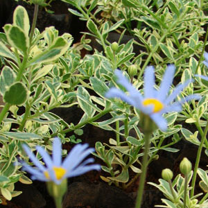 Felicia amelloides variegated 2.5L