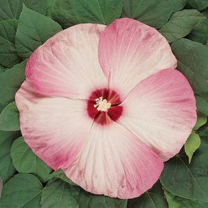 Hibisus luna pink 5L