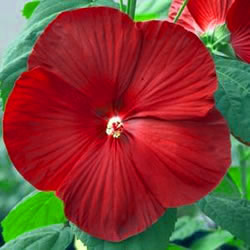 Hibisus luna red 5L