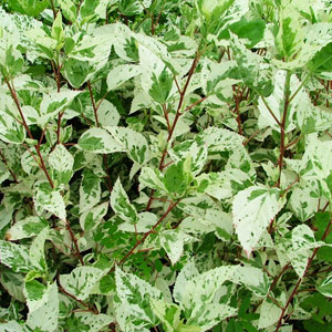 Hibiscus variegated (Lollipop) 20L
