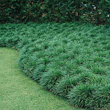 Ophiopogon japonicus 'green' - Mondo grass 1L