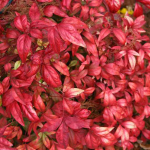 Nandina domestica 'Pygmaea' 20L
