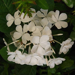 Plumbago auriculata white - White cape forget-me-not 2.5L